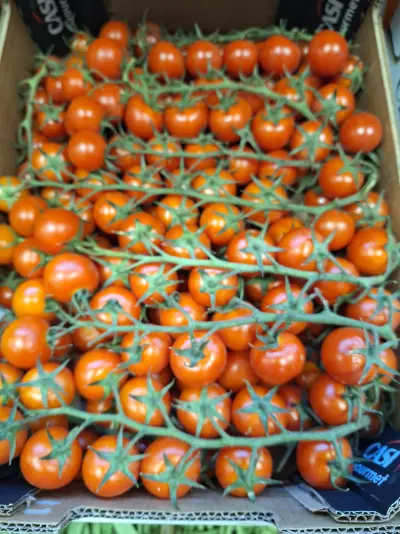 Cherry en rama