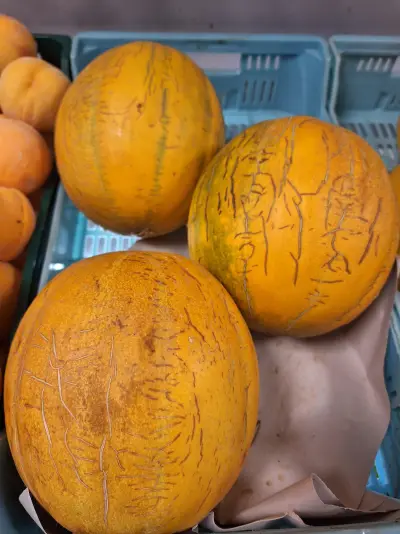 Melón Galia